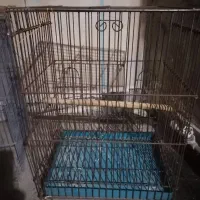 قفس کاسکو