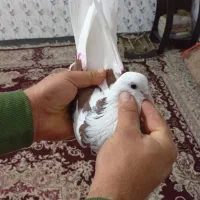 فوق زوردار|پرنده|کرمانشاه, |دیوار