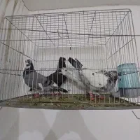 کبوتر|پرنده|مسجد سلیمان, |دیوار