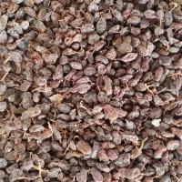 خریدو فروش وپاک کردن وسورتینگ و دم گیری کشمش