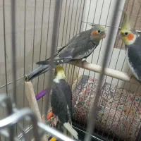 جوجه عروس هلندی