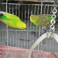 مرغ عشق جفت