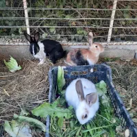 خرگوش دستی زیبا|موش و خرگوش|شوشتر, |دیوار