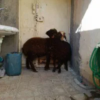 2راس بره ماده سالم سرحال جفتی 19 ملیون|حیوانات مزرعه|مریوان, |دیوار