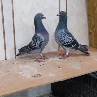 پلاکی|پرنده|اهواز, بهارستان|دیوار