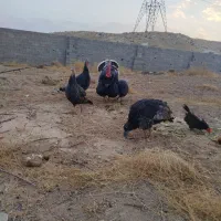 بوقلمون نروماده