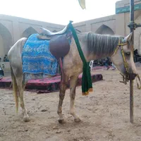 اسب ترکمن