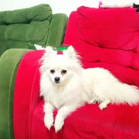 سگ پامر یک سال دوماه