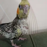 طوطی سرلاکی عروس گل باقالی