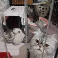 واگذاری بهترین نژاد گربه اسکاتیش پرشین فلت