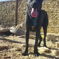 ماده سرابی|سگ|کبودرآهنگ, |دیوار