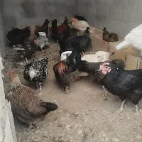 تخم مرغ نطفه دار گلین و خوراکی|حیوانات مزرعه|خرمشهر, |دیوار