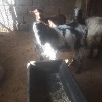 بزغاله نر وماده چاق موجود است|حیوانات مزرعه|صحنه, |دیوار