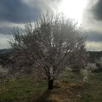 فروش زمین دوبر سعیدی فر بر لار مناسب باغ و ویلا