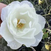 گل رز طبیعی اصل یک