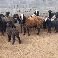 ۱۱عدد میش و بره شال|حیوانات مزرعه|مهریز, |دیوار