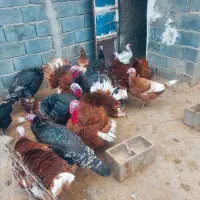 بوقلمون نر و ماده