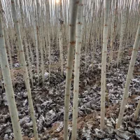 نهال صنوبر درجه یک با قیمت مناسب