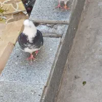 یک جفت کفتر ابلغ و شازده