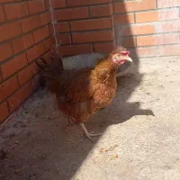 مرغ گلین فروش معاوضه