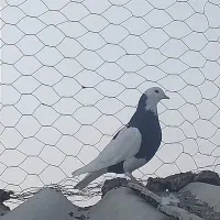 کبوتر بلند پرواز