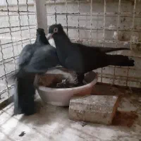 جونه کفتر