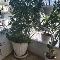 درختچه شلفرا