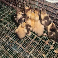 فروش بچه اردک هلندی