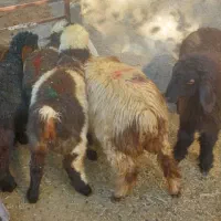 6 بره|حیوانات مزرعه|شیراز, کفترک|دیوار