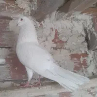 کبوتر نر پتی واله