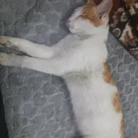 گربه زیبا خانگی مهربان|گربه|خوی, |دیوار