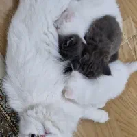 گربه مادر و پسر دختر پرشین و بریتیش|گربه|تبریز, |دیوار