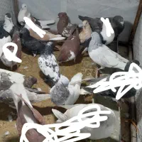کفتر یا کبوتر|پرنده|شیروان (خراسان), |دیوار