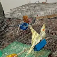 دوعدد طوطی عروس فروشی