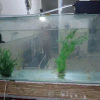 آکواریوم و ماهی کوی