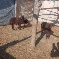 بره نروماده