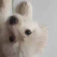 واگذاری رایکان