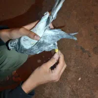 گوشی ندارم کبوتر