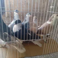 ۲۲عدد‌کبوتر‌جفت‌۴۸۰هزار|پرنده|چناران, |دیوار