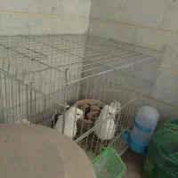 کبوتر یک جفت مهر با جوجه|پرنده|آبیک, |دیوار