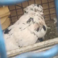 طوقی و دم سیاه