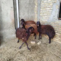 بره نروماده افشار|حیوانات مزرعه|بروجرد, |دیوار