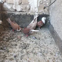 کفتر حریف ۱۳۰۰