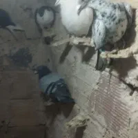 کبوتر پرشی|پرنده|نیشابور, مازول|دیوار