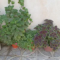 گل طبیعی|گل و گیاه طبیعی|کرمانشاه, |دیوار