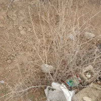 ریشه و نهال انگور و انار