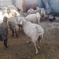 گوسفند داشتی|حیوانات مزرعه|شیروان (خراسان), |دیوار