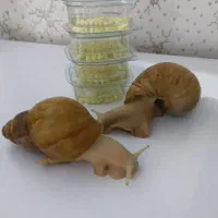 حلزون و خاویار حلزون