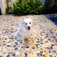 سگ پامر روباهی