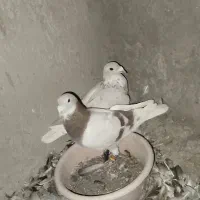 گلی پلاکی|پرنده|بم, |دیوار